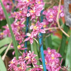 Wilsonara hybrid