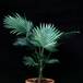 Washingtonia filifera 1736