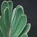 Zamia furfuracea leaf 1675