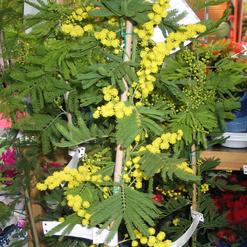 Acacia armata