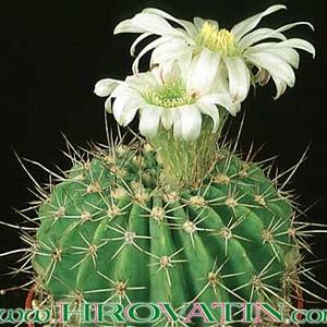 Acanthocalycium klimpelianum