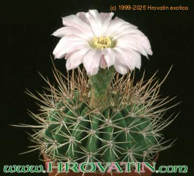 Acanthocalycium spiniflorum 275
