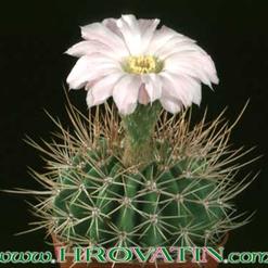 Acanthocalycium spiniflorum