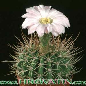 Acanthocalycium spiniflorum