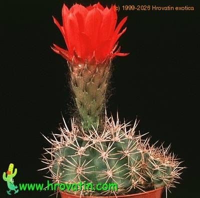 Acanthocalycium thionanthum v variiflorum 560