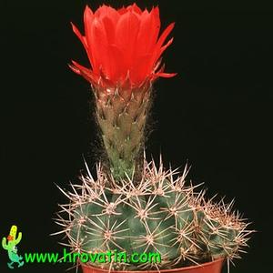 Acanthocalycium thionanthum v. variiflorum