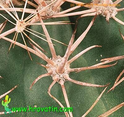 Acanthocalycium thionanthum v variiflorum thorn 562