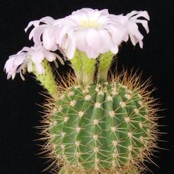 Acanthocalycium violaceum