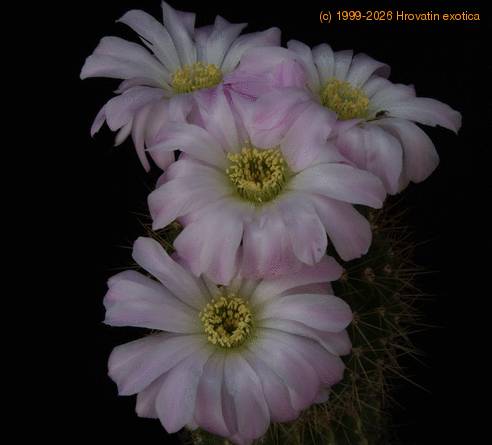 Acanthocalycium violaceum SIf