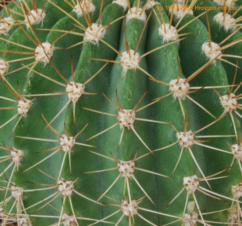 Acanthocalycium violaciflorum SIt