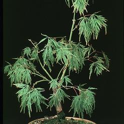 Acer palmatum