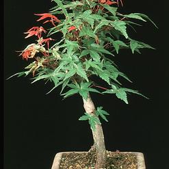 Acer palmatum diskoyio