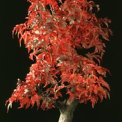 Acer palmatum shishigashira