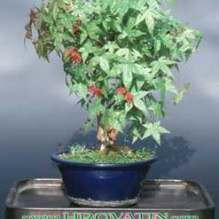 Acer rubrum
