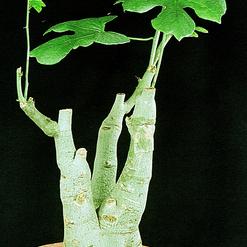 Adenia aculeata