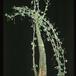 Adenia glauca 1636
