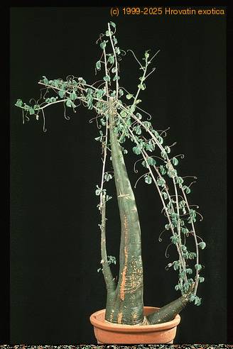 Adenia glauca 1636