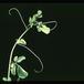Adenia glauca 1671