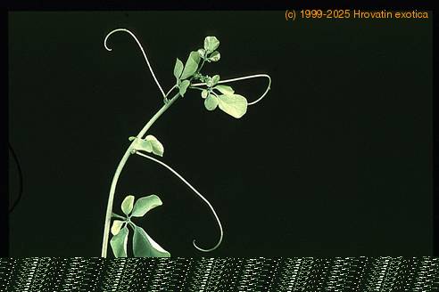 Adenia glauca 1671