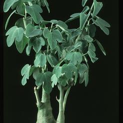 Adenia glauca