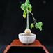 Adenia glauca