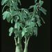 Adenia glauca