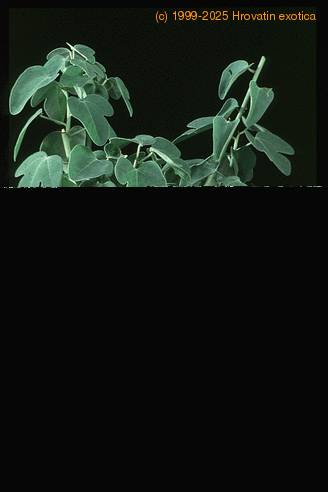 Adenia glauca