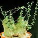 Adenia sp. 1639