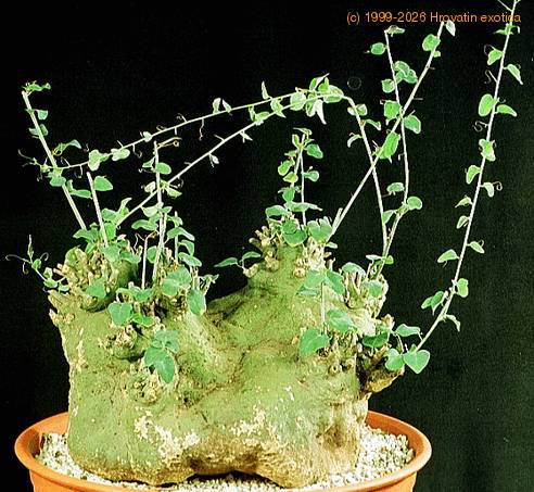 Adenia sp. 1639