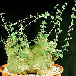 Adenia sp.