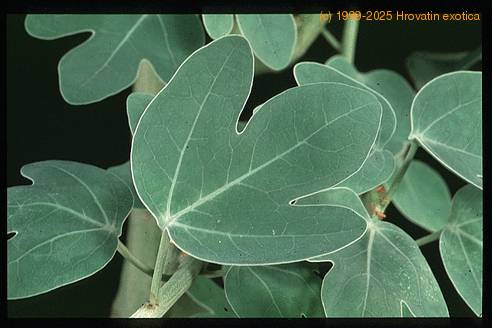 Adenia spinosa 1669