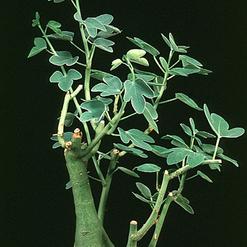 Adenia spinosa
