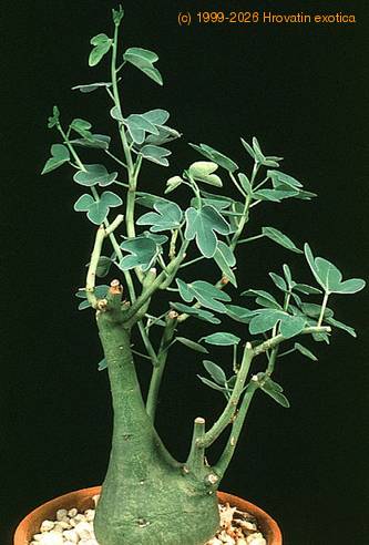 Adenia-spinosa-doma-vzgojen