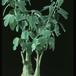 Adenia spinosa SIb
