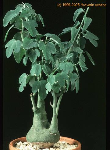 Adenia spinosa SIb