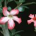 Adenium obesum 1