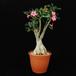 Adenium obesum 1