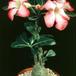 Adenium obesum 1616