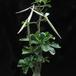 Adenium obesum 