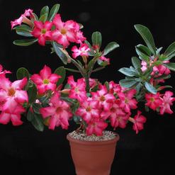 Adenium obesum