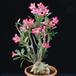 Adenium obesum cvetovi