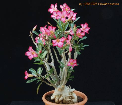Adenium obesum cvetovi