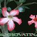 Adenium obesum flower 1603