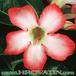 Adenium obesum flower 1617