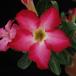 Adenium obesum hybrid SIf