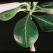Adenium obesum - list 1684