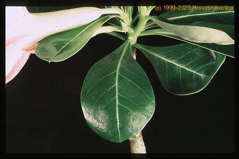Adenium obesum - list 1684