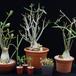 Adenium obesum plodovi