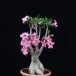 Adenium obesum SIb