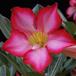 Adenium obesum SIf